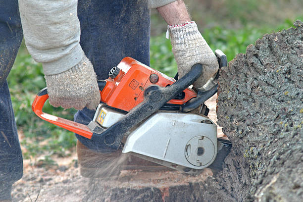 Professional Tree Removal Services in Red Bluff, CA