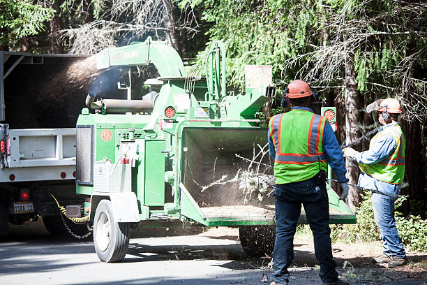 How Our Tree Care Process Works  in  Red Bluff, CA